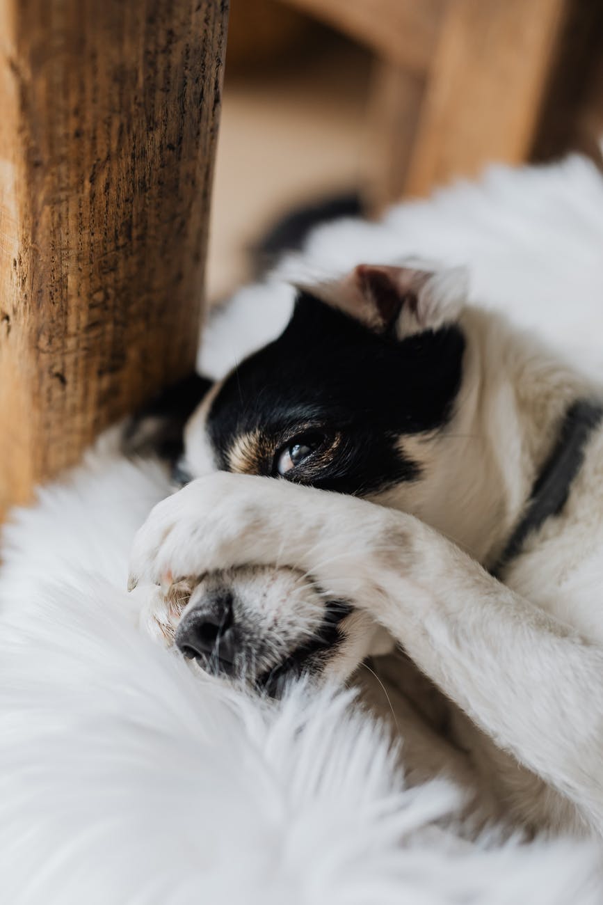 close up photo of a dog