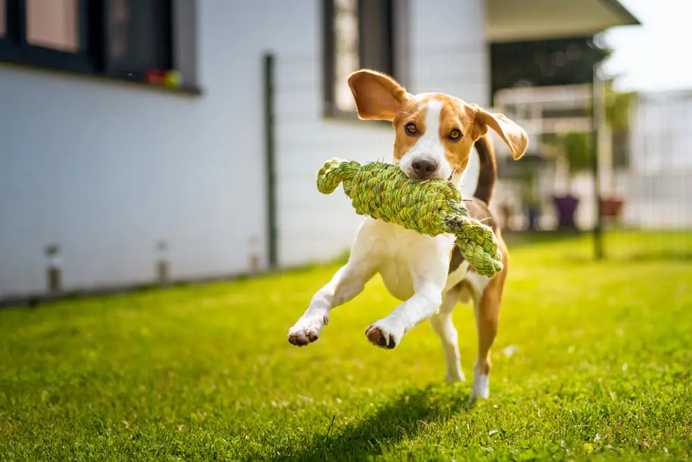 ball and throw toys are great fun for dogs and fabulous aids for teaching dogs important life skills like emergency stop and drop.