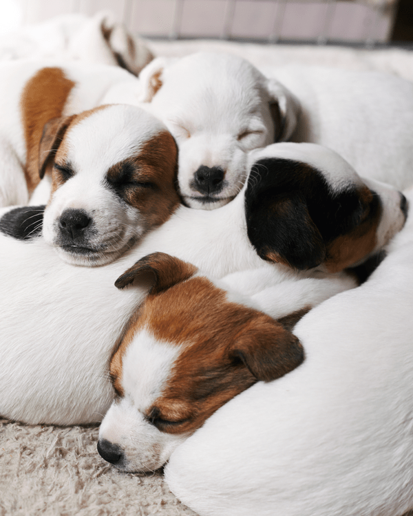 puppies born in the home will be far better adapted to living in family homes as adults