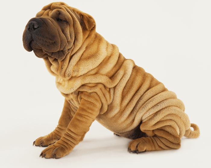 Breeds wit extrreme feature often suffer considerable discomfort dfrom sore joints and arthritis, sore skin, ingrowing eyelashes and more.