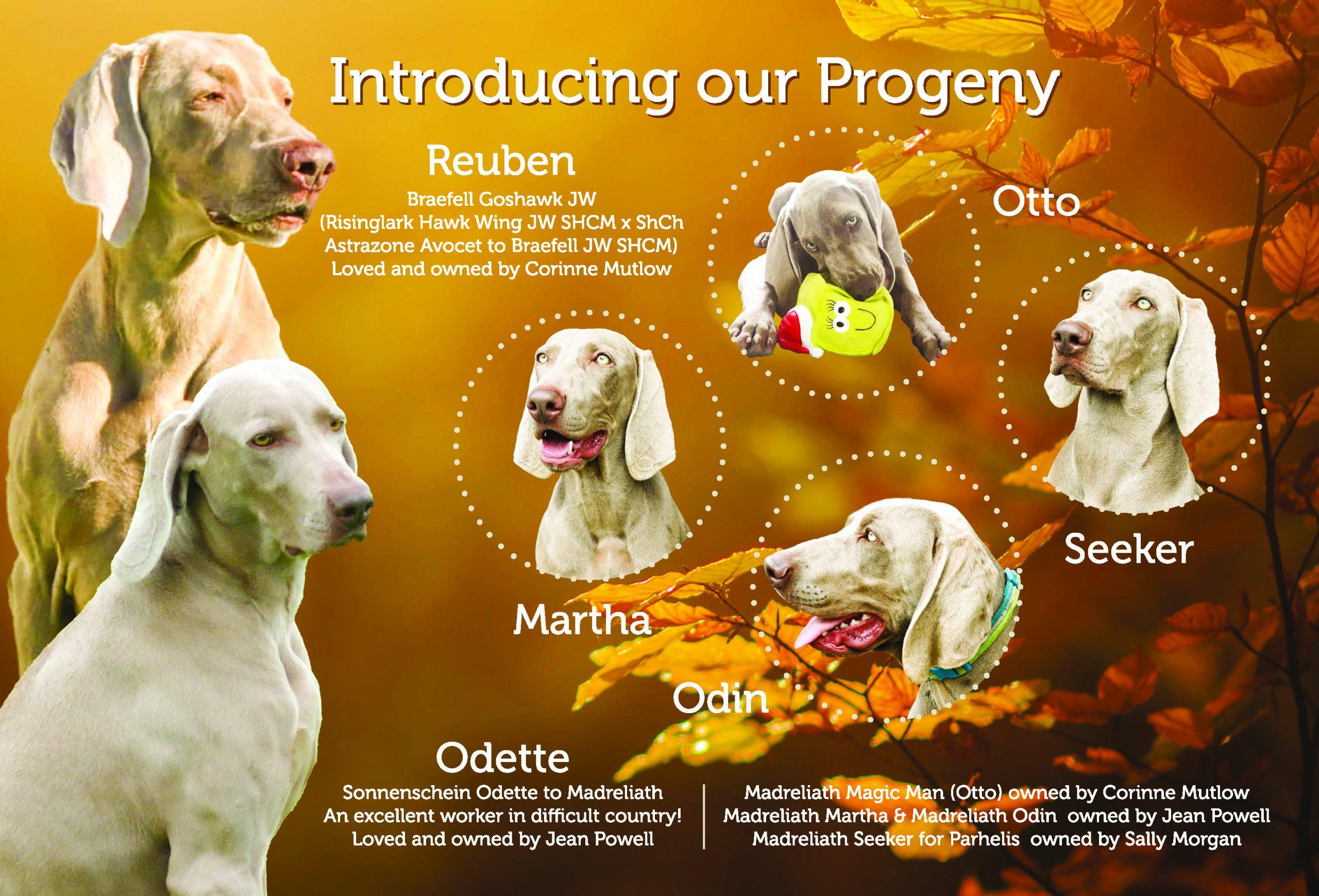 Advert / tribute designed for Our Dogs Weimaraner feature Sept 2026